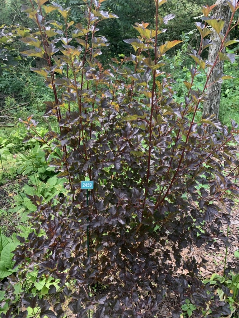 Image de la plante