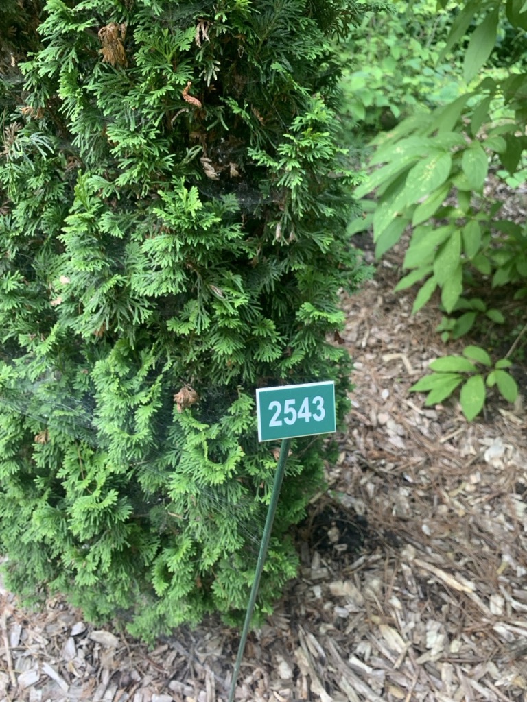 Image de la plante
