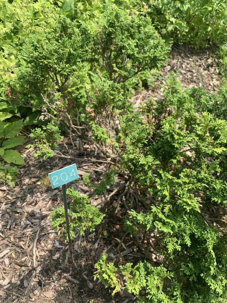Image de la plante