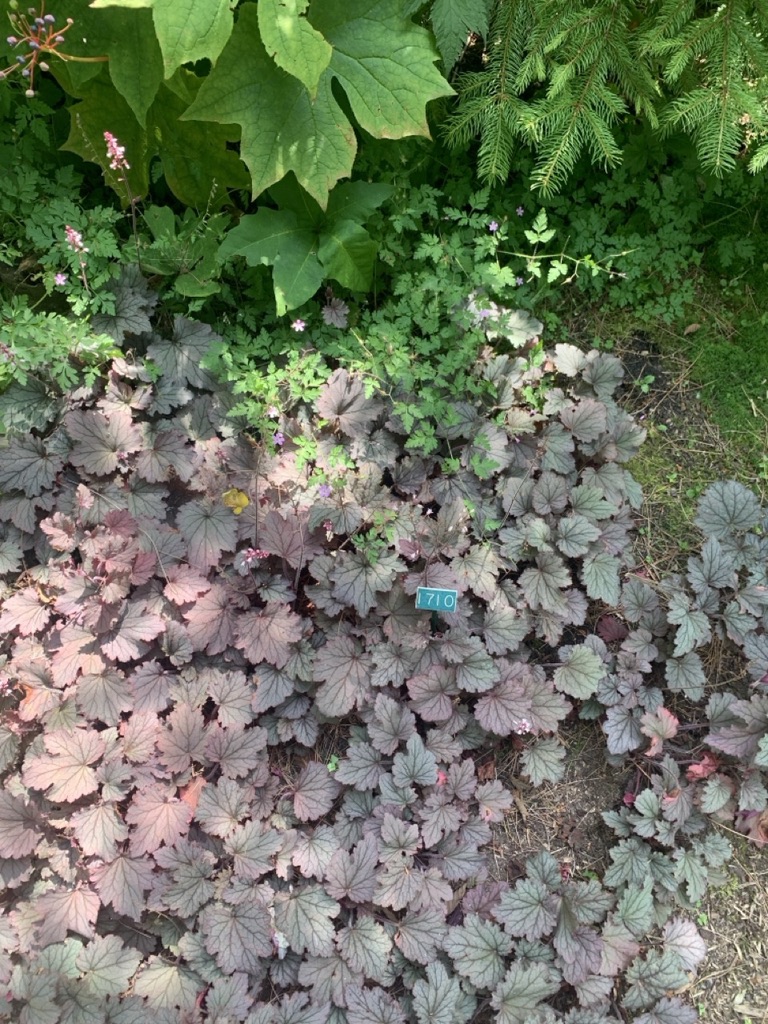 Image de la plante