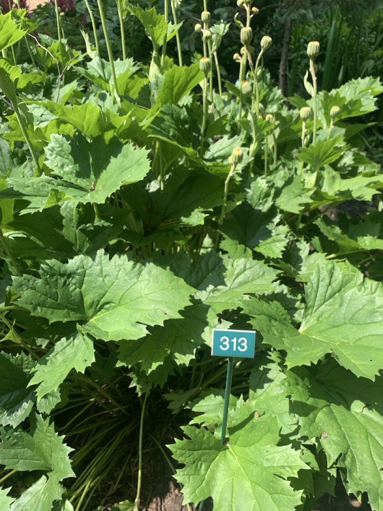 Image de la plante