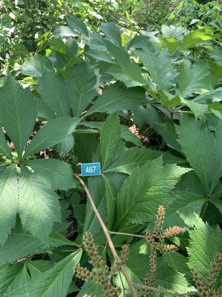 Image de la plante
