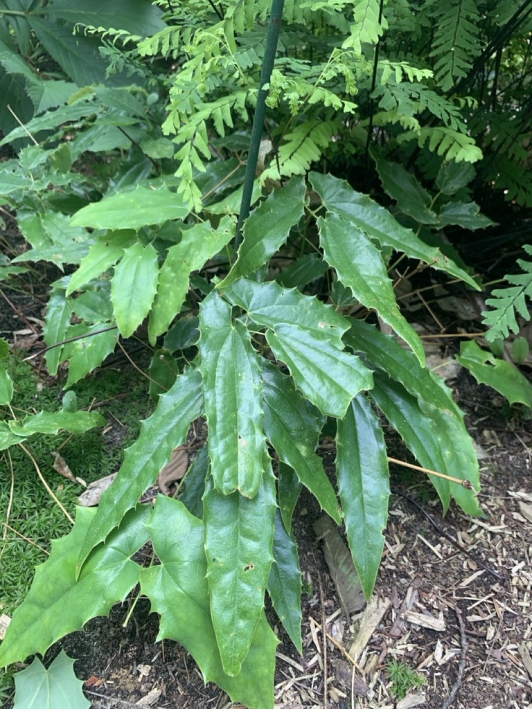 Image de la plante