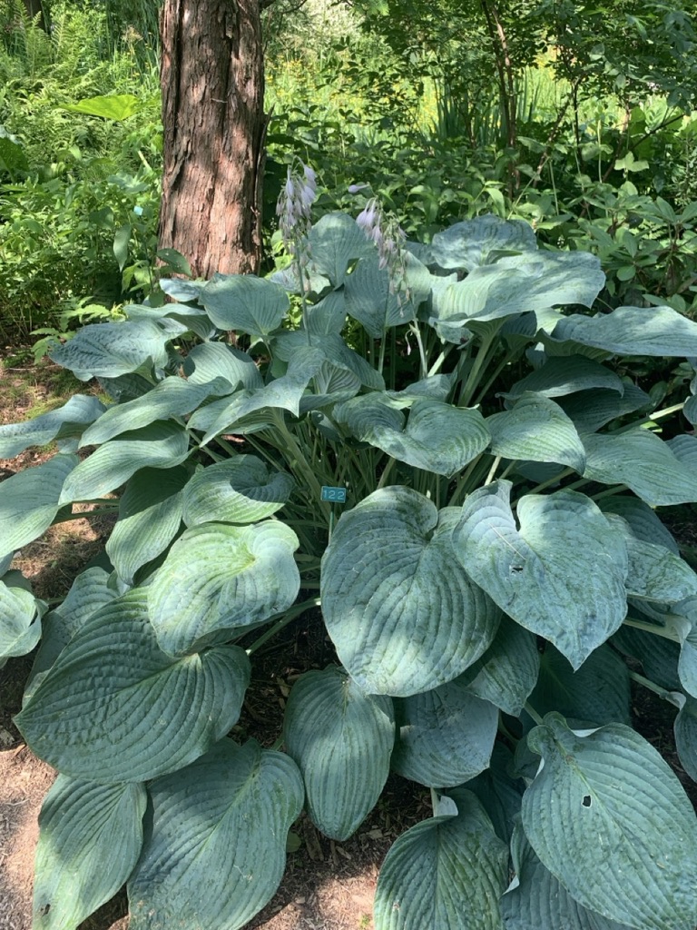 Image de la plante