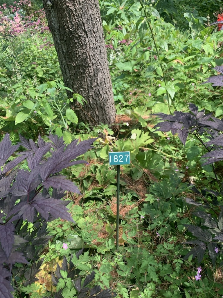 Image de la plante