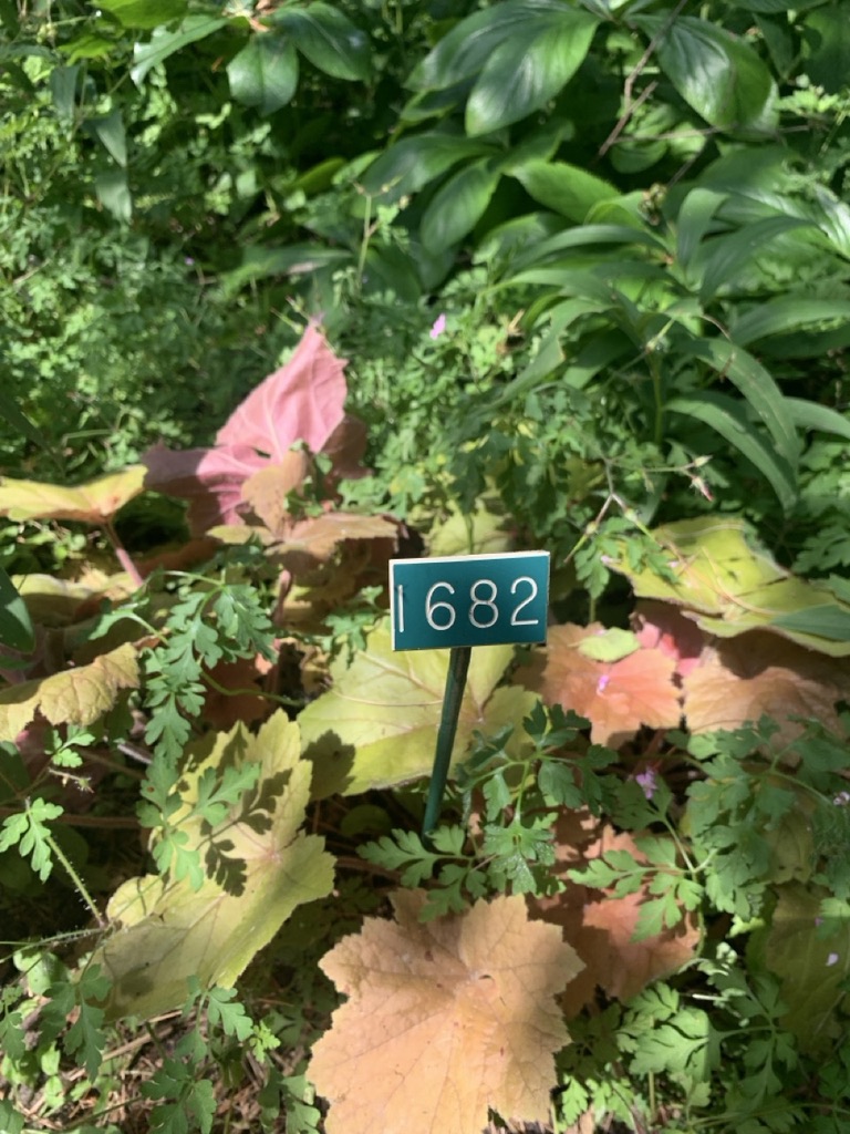 Image de la plante