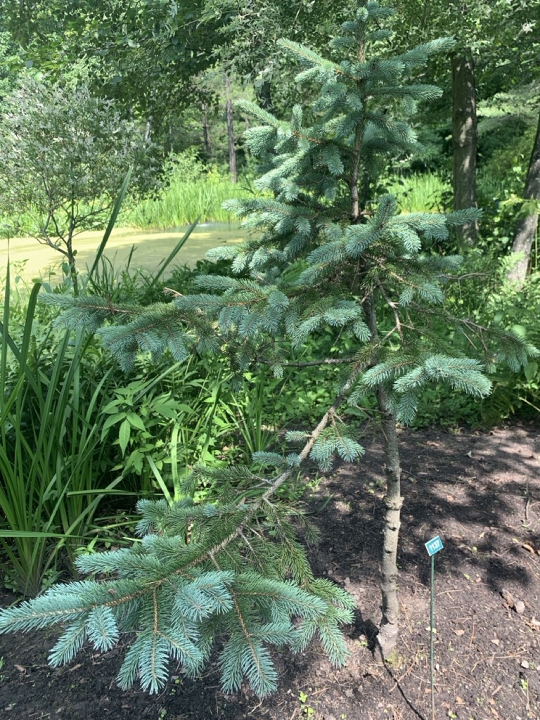 Image de la plante
