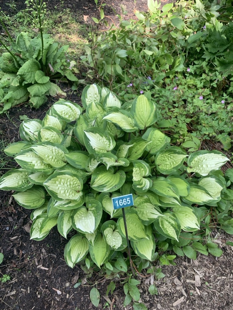 Image de la plante