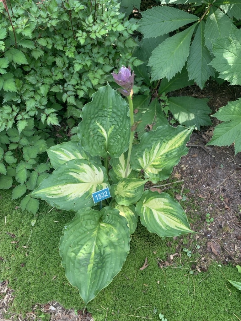Image de la plante