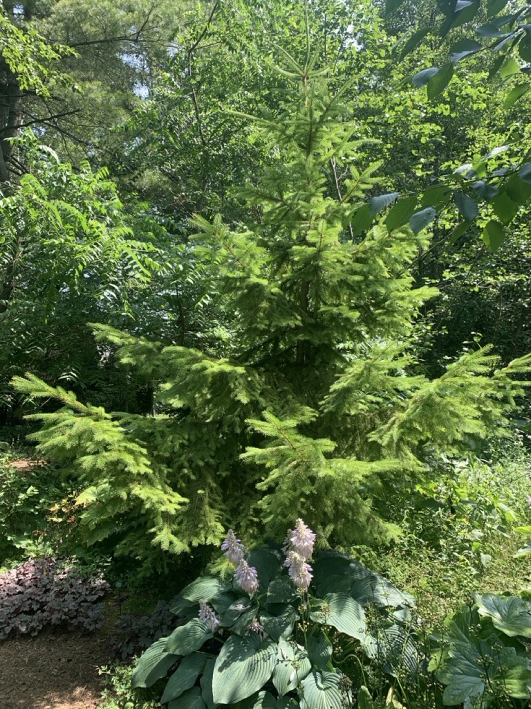 Image de la plante