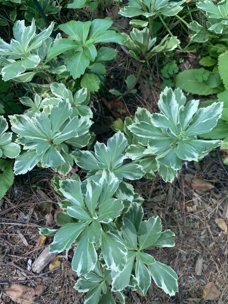 Image de la plante
