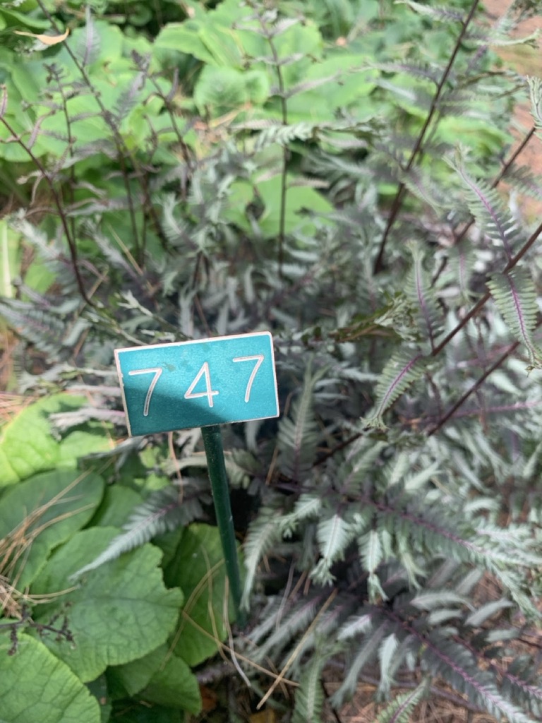 Image de la plante