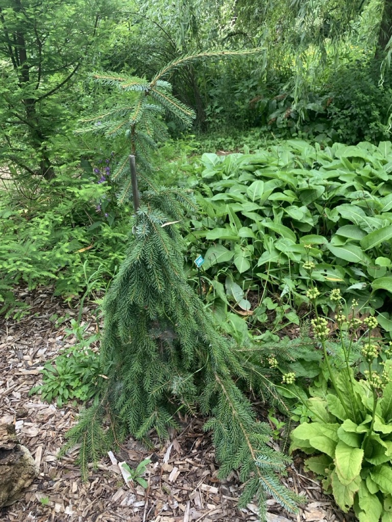 Image de la plante