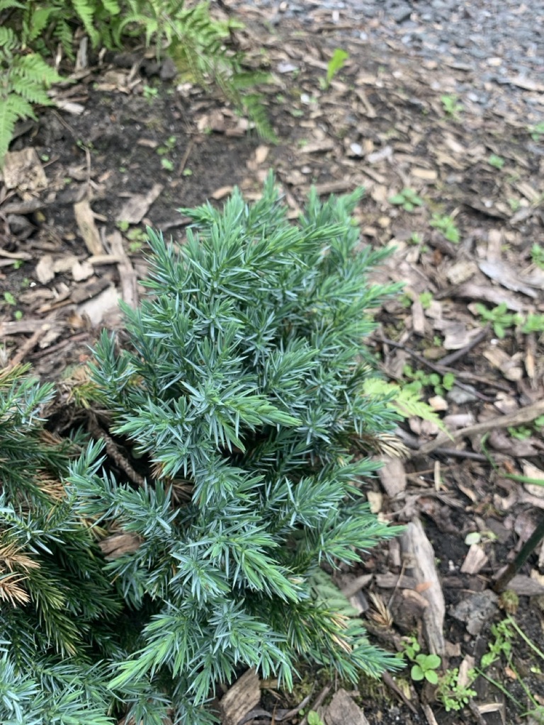 Image de la plante