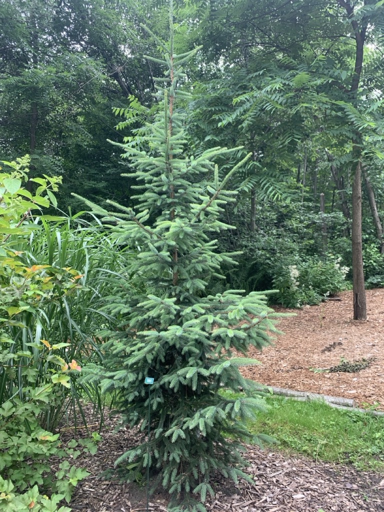 Image de la plante