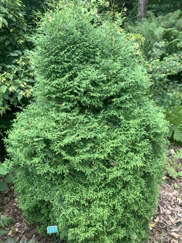 Image de la plante