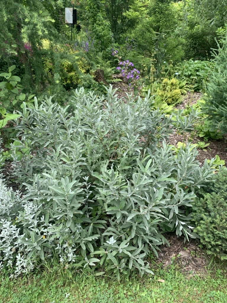 Image de la plante