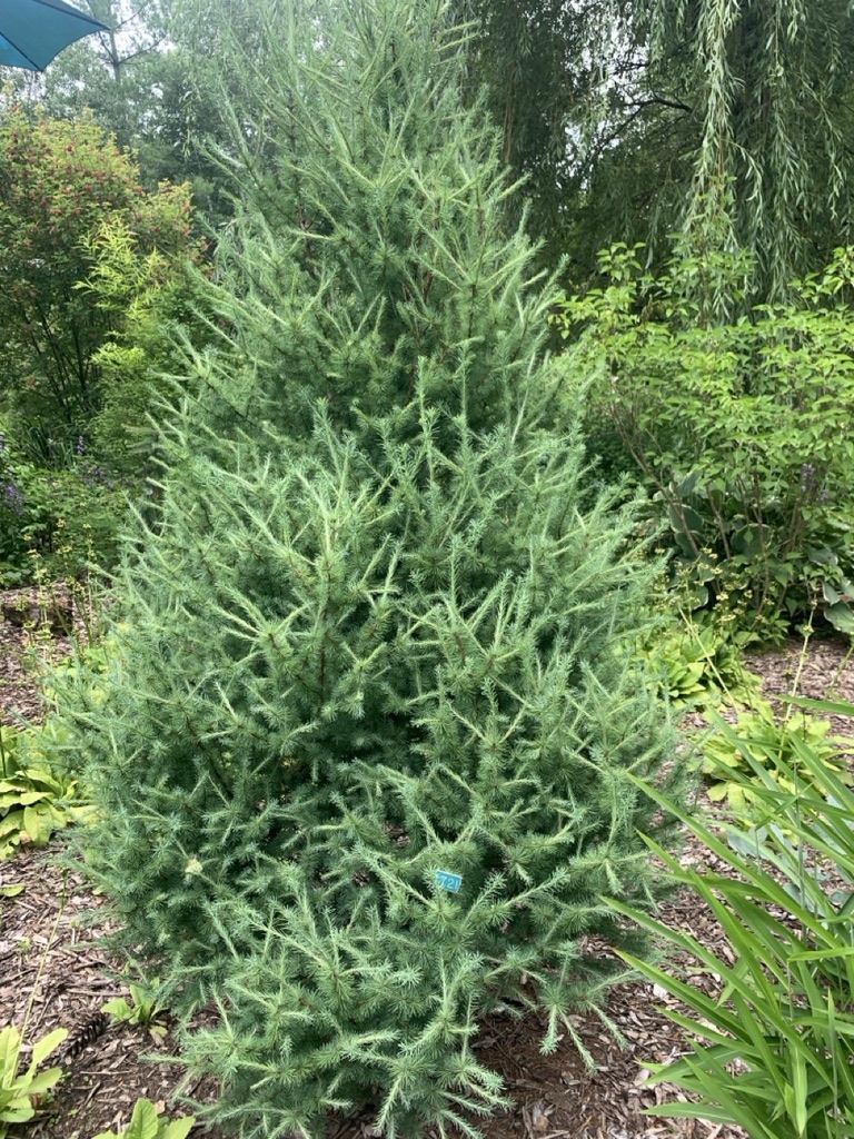 Image de la plante