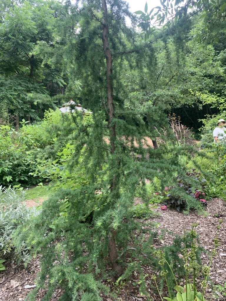 Image de la plante