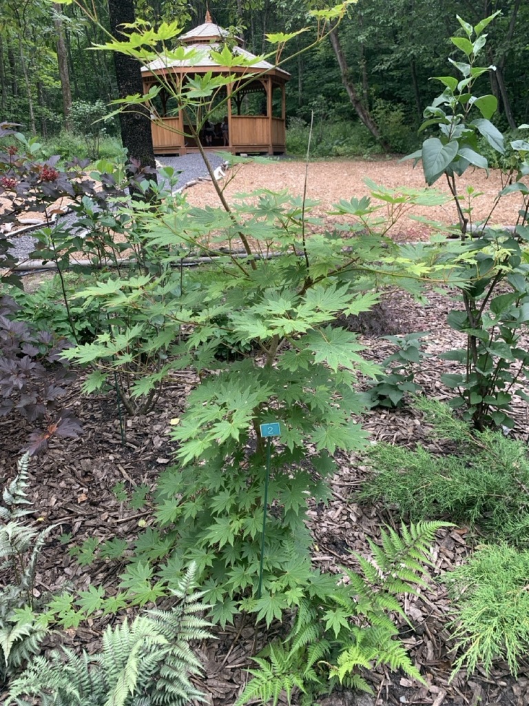 Image de la plante