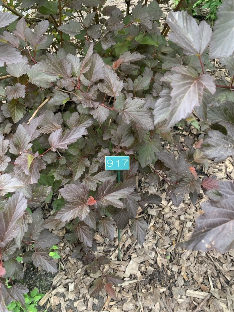Image de la plante