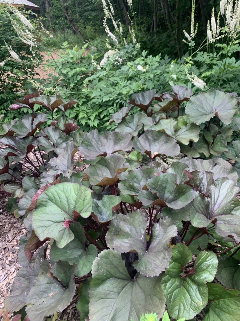 Image de la plante