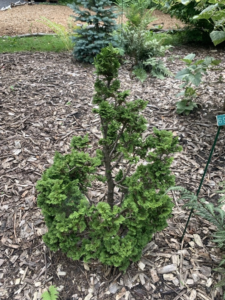 Image de la plante