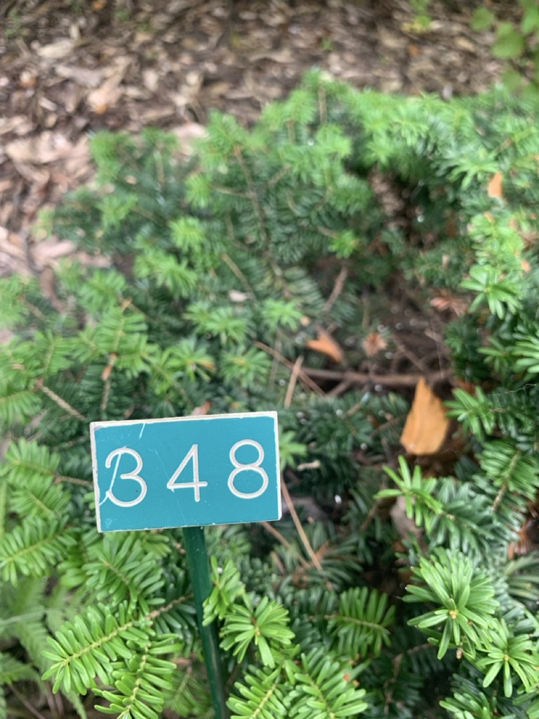 Image de la plante