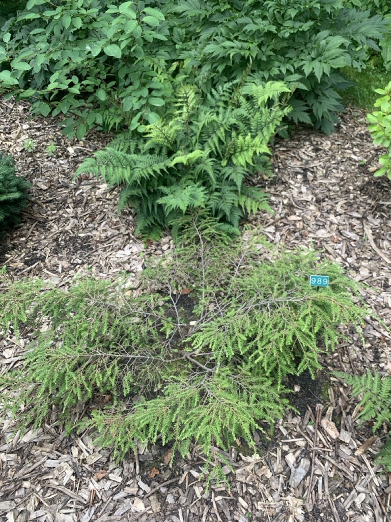 Image de la plante