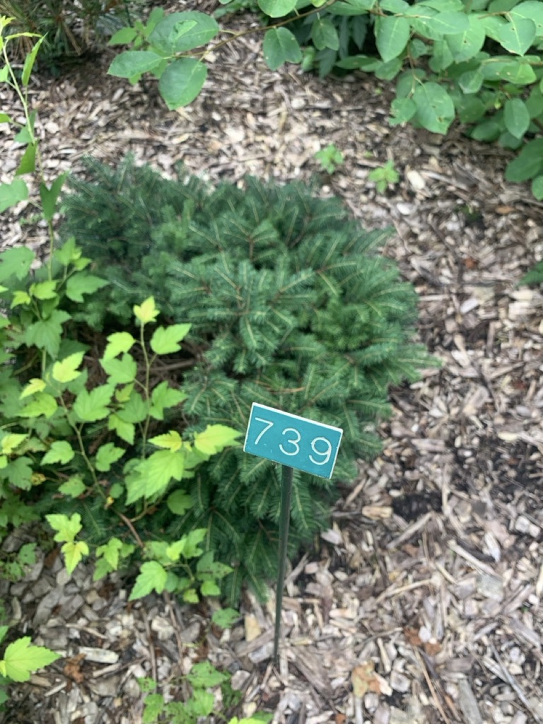 Image de la plante