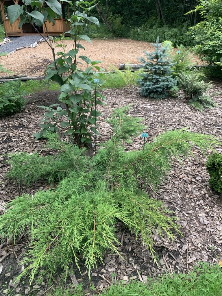 Image de la plante