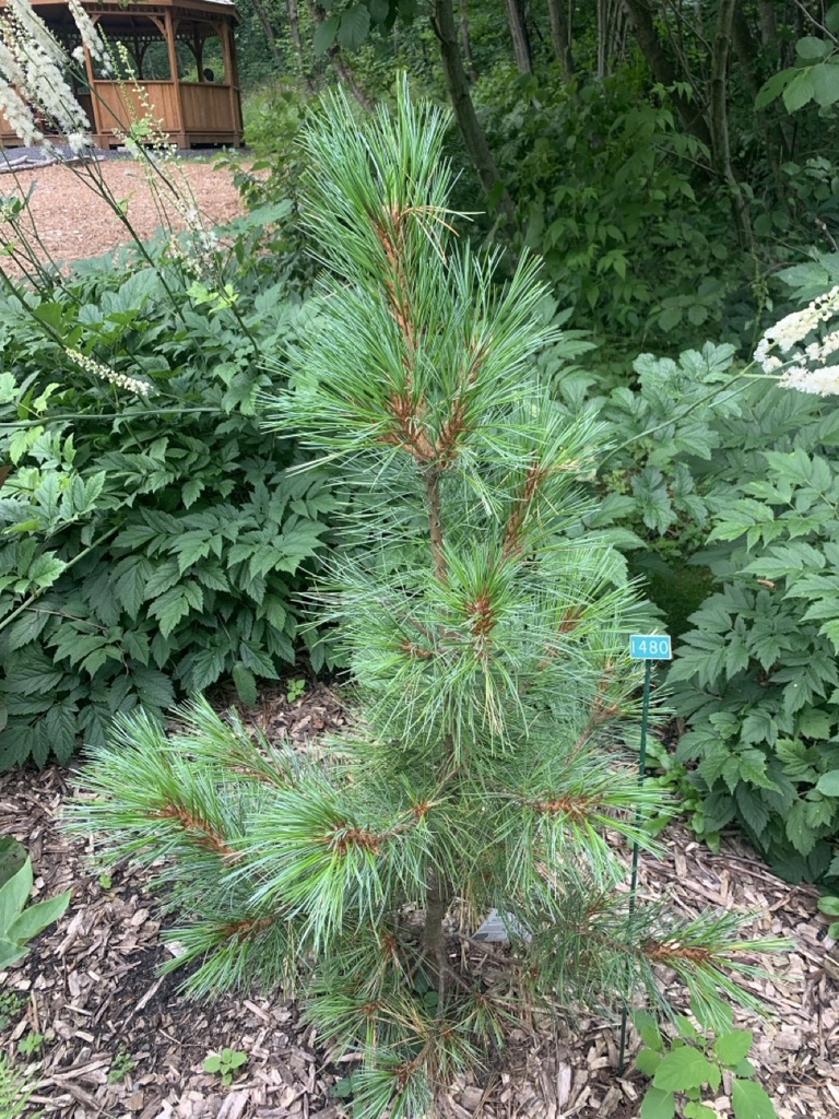 Image de la plante