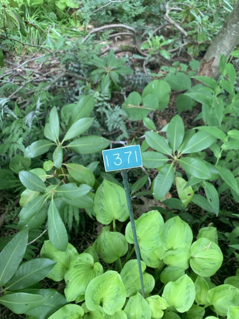 Image de la plante