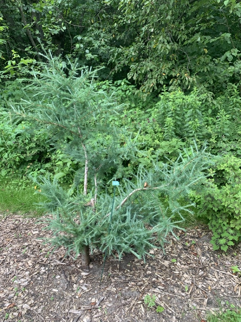 Image de la plante