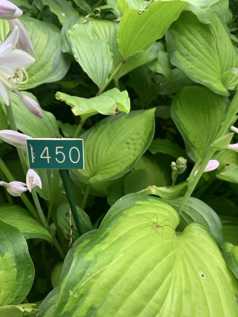 Image de la plante