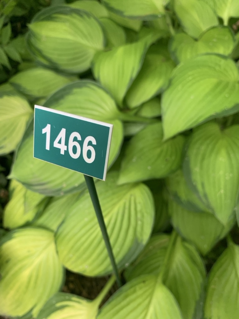 Image de la plante