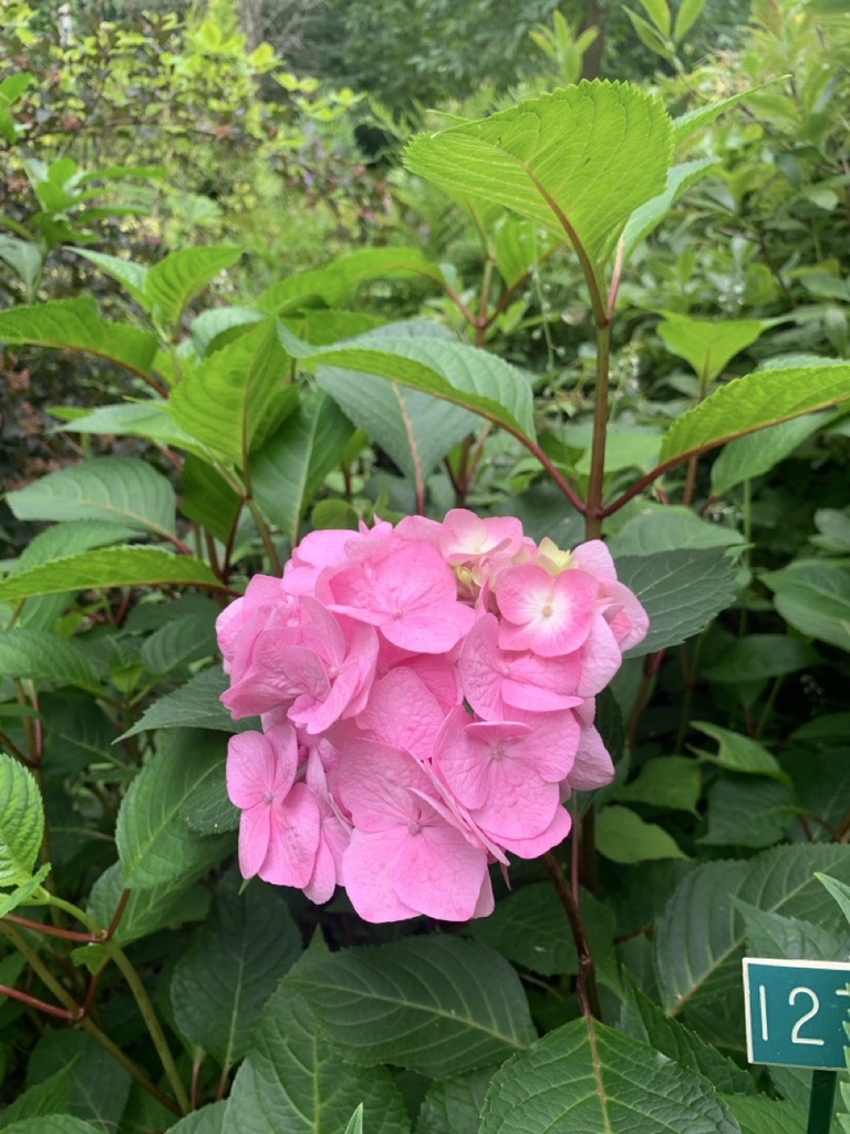 Image de la plante