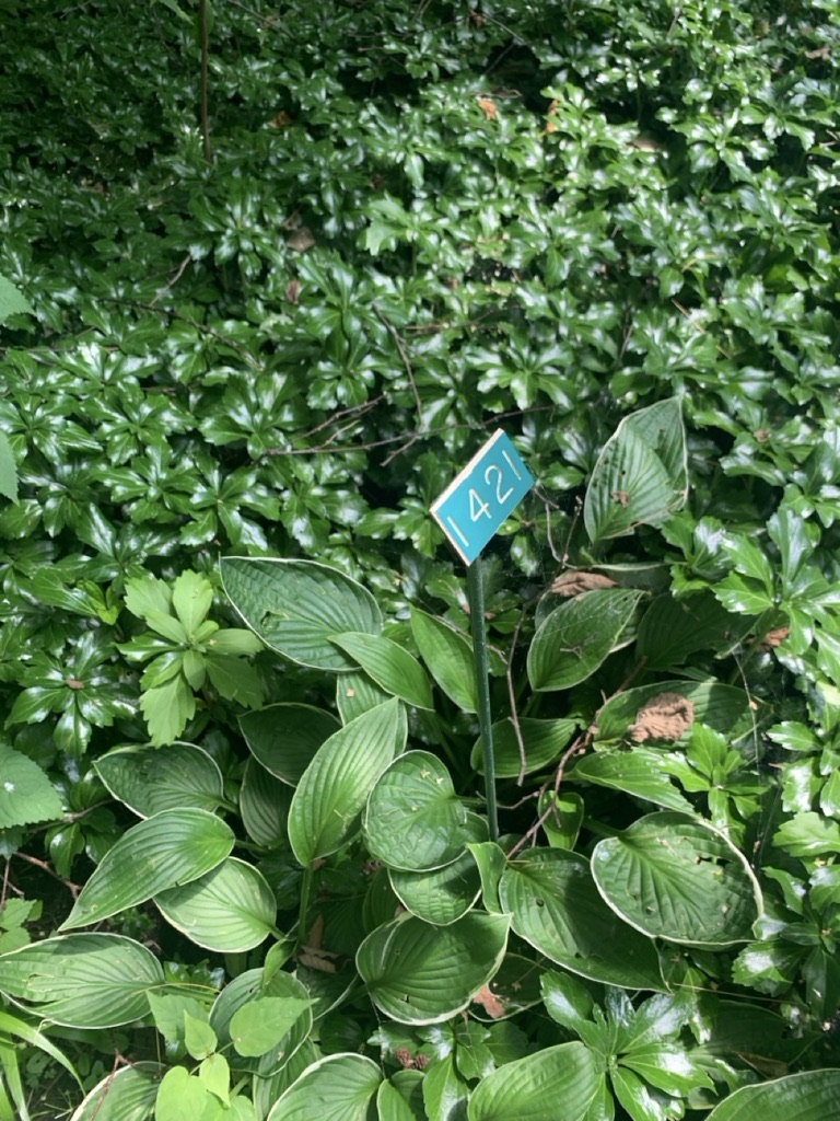 Image de la plante