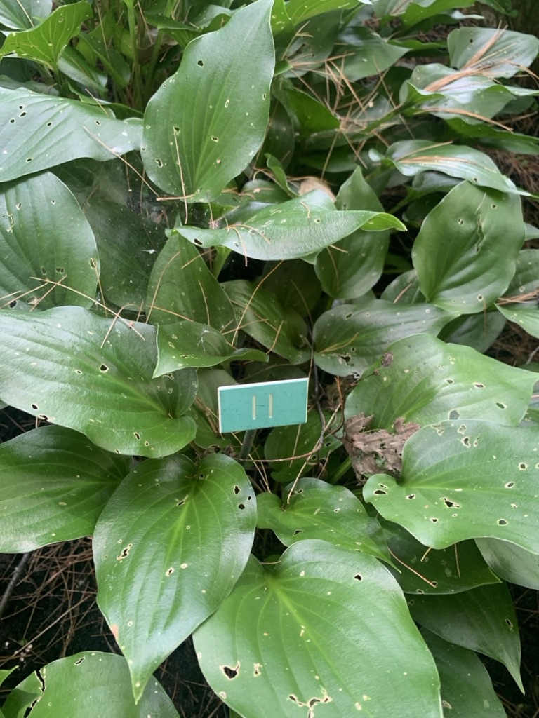 Image de la plante