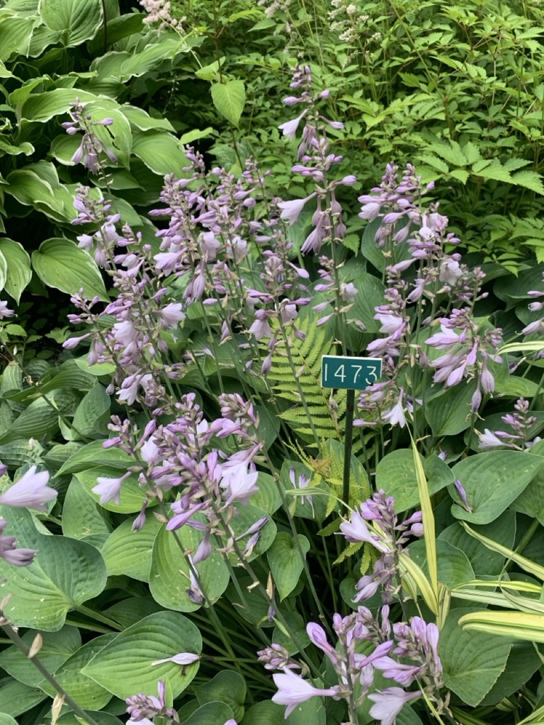 Image de la plante
