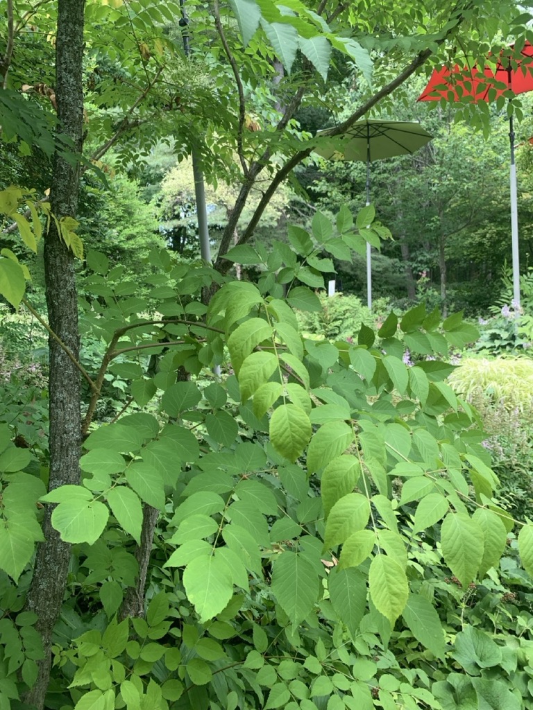 Image de la plante