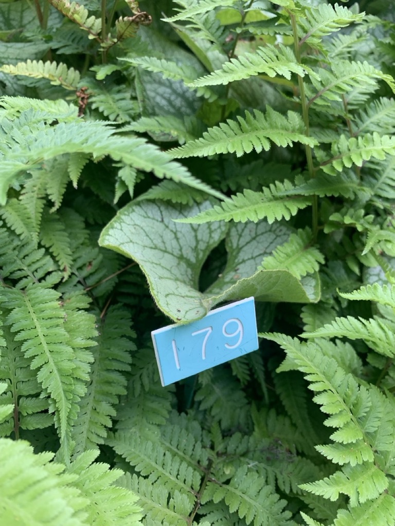 Image de la plante