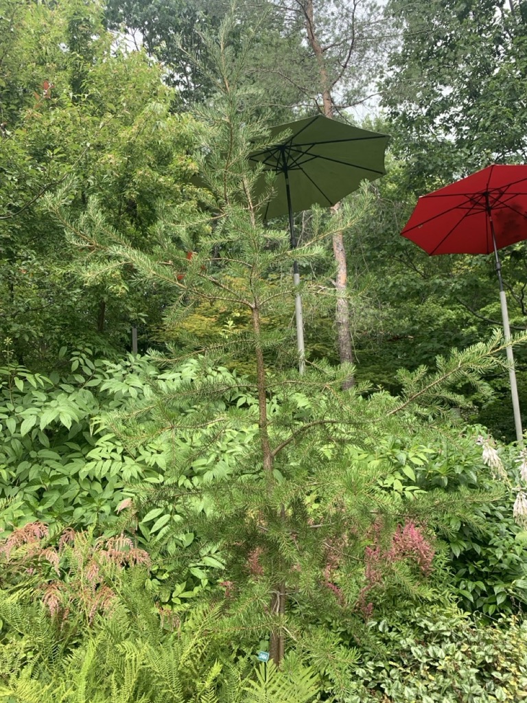Image de la plante