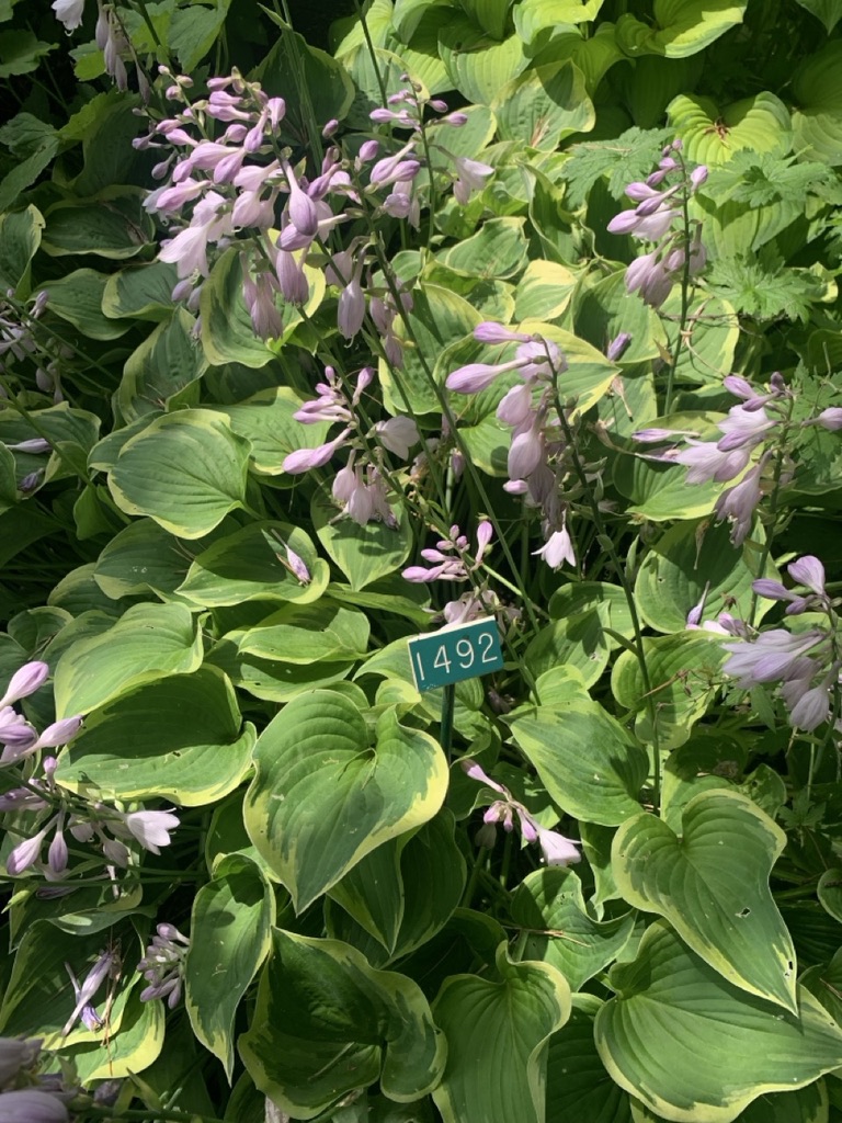 Image de la plante