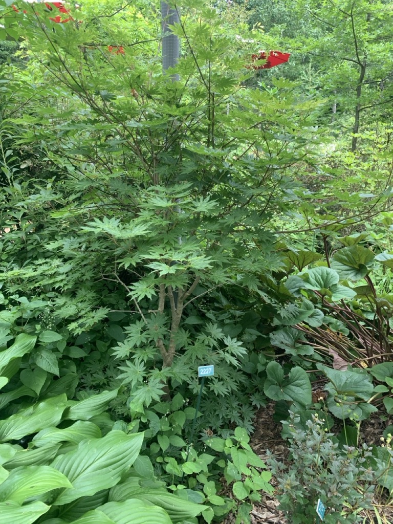 Image de la plante