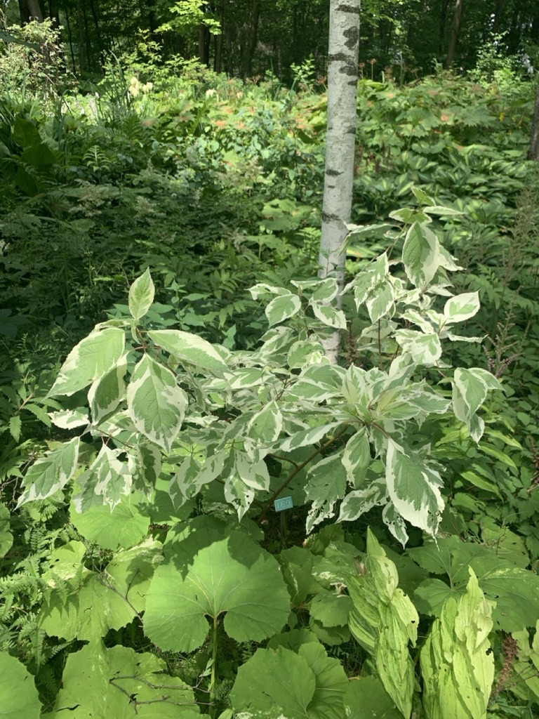 Image de la plante