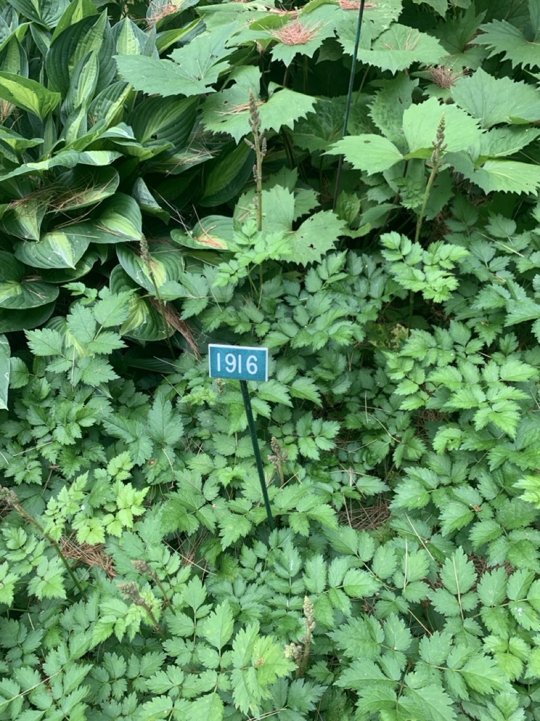 Image de la plante