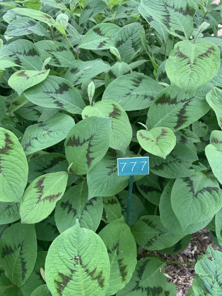 Image de la plante