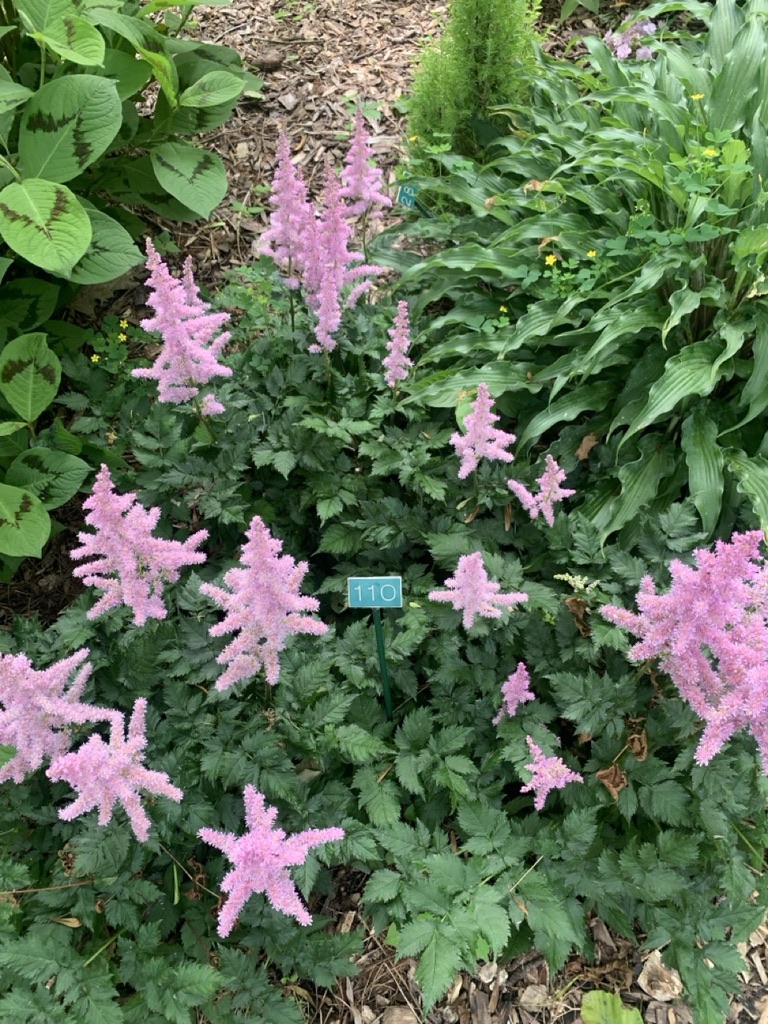 Image de la plante
