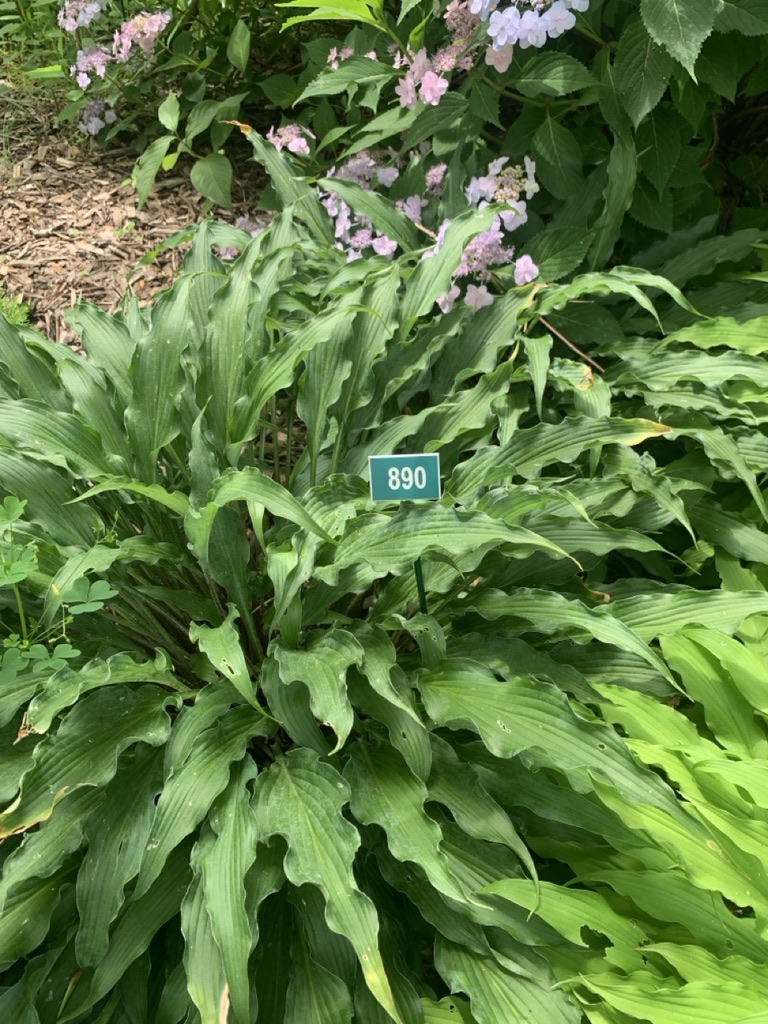 Image de la plante